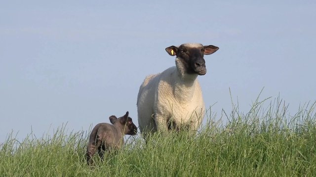 Schaf und Lamm stehen auf der Wiese