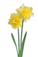 Beautiful daffodils isolated on white background