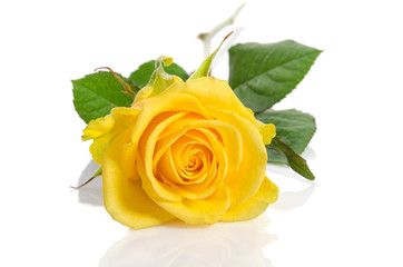 Naklejka premium Yellow rose isolated on white background