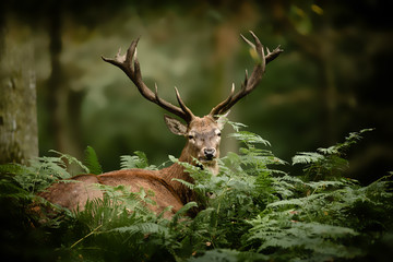 Fototapeta premium polowanie na jelenie bale drewno ssak król leśna paproć