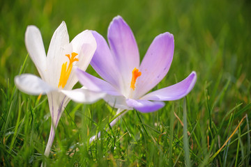 Close up of blue and white crocus flowers in the grass