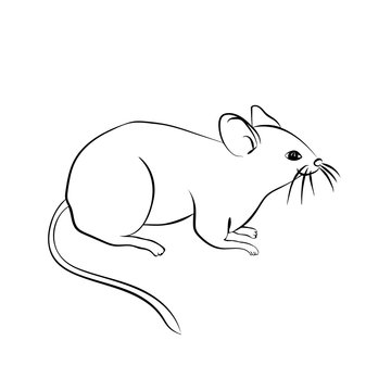 Black  sketch of the mouse