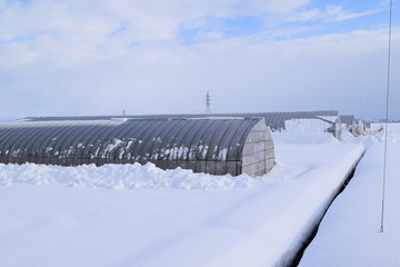 雪の中の農業用ビニールハウス／山形県の庄内地方で、雪の中の農業用ビニールハウスを撮影した写真です。