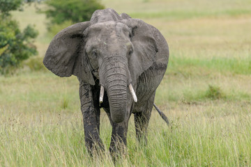 Plakat elephant