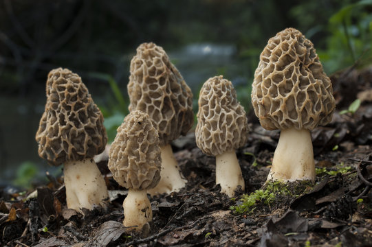 Morchella