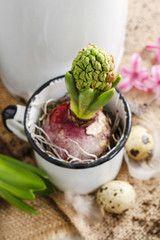 Hyacinth flowers spring decor