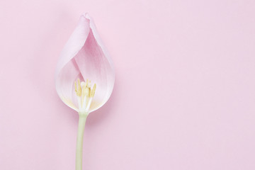 Pink tulip on pink background