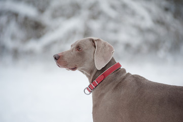 Portrait of a weimaraner
