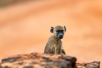 Baboon in the Rock 