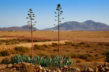 Fotobehang Fuerteventura Tefia at Canary Islands © lunamarina