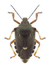 Bug Pinthaeus sanguinipes