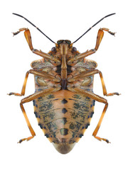 Bug Pinthaeus sanguinipes (underside)
