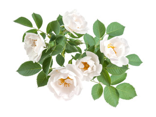 Naklejka premium Rose flowers with leaves