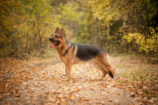 German shepherd dog