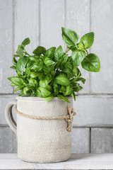 Pot with basil plant