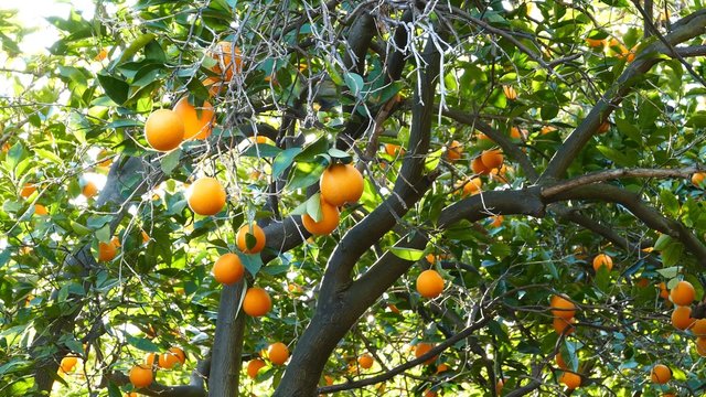 Mature flesh orange hanging in the tree, California