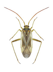 Bug Adelphocoris quadripunctatus