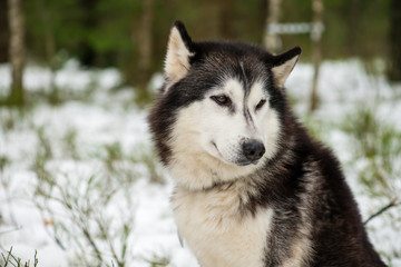 Obraz premium siberian husky portrait close-up against the background of a sno
