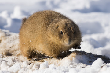 Prairie Dogs in the winter