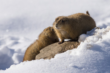 Prairie Dogs in the winter