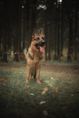 German shepherd
