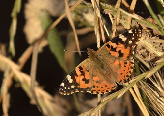 Mariposa en el PN de Doñana (Spain)