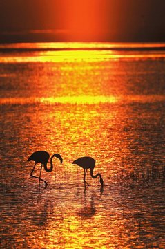 Fototapeta Flamencos en el Parque Nacional de Doñana (Spain)