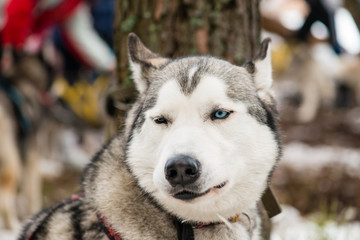 siberian husky portrait close-up against the background of a sno