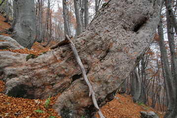 Fototapeta premium Aceri e faggi parco nazionale abruzzo lazio molise