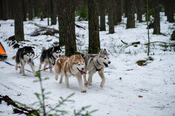 Fototapeta na wymiar front view at four siberian huskys at race in winter (shallow DO