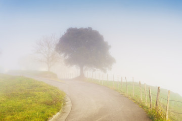 country road with morning fog