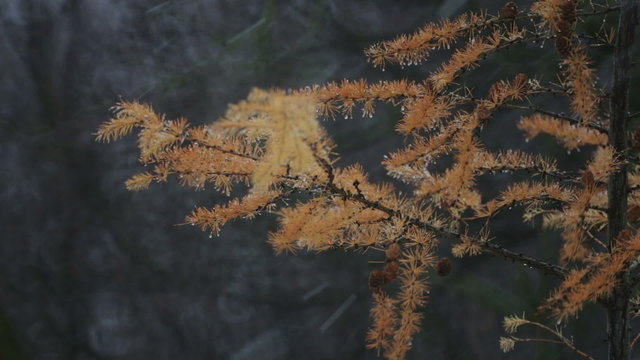 Larch branch with cones in winter. Yellow pine branch with cones in the snow. 
