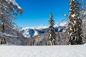 Cosy winter scene with snow covered trees in the mountains