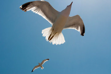 two seagulls in flight with blue sky