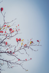 Autumnal Branch, vintage filter
