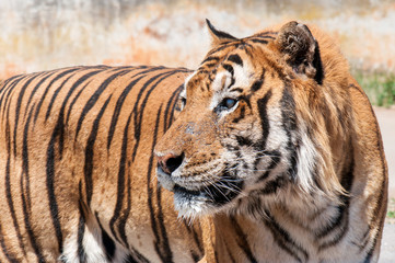 Tiger with a blind eye walking