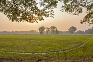 Under the shade looking my cornfield in morning. 