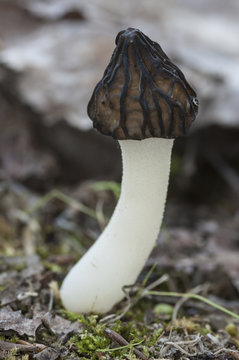 Morchella semilibera