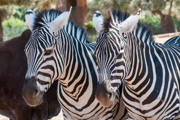 Fototapeta na wymiar two zebras in a row sleeping