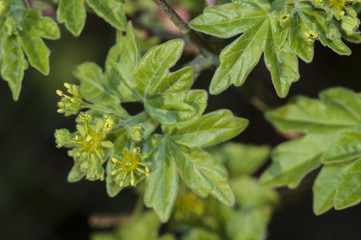 Acer monspeliensis