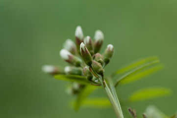 acacia,Robinia pseudoacacia L boccioli