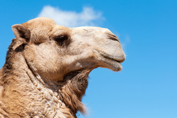 Camel face with blue background