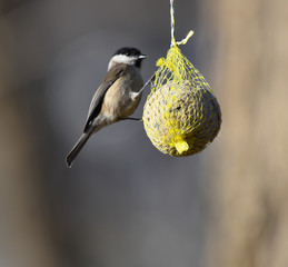 Cincia bigia su pallina di semi invernale