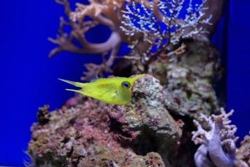 Longhorn cowfish