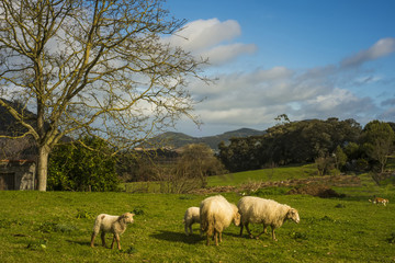 Obraz na płótnie Canvas Sheep with lambs on spring grass