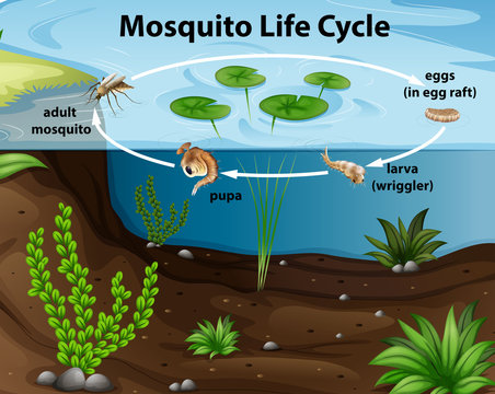 Life cycle of mosquito in the pond