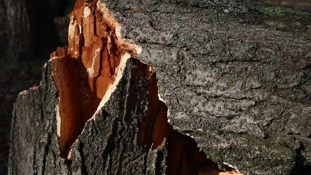 Broken tree in the forest. Macro shot.
