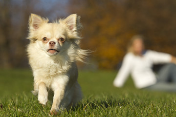Chihuahua in der Natur mit Frau unscharf im Hintergrund