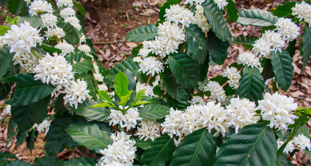 Coffee tree blossom with white color flower