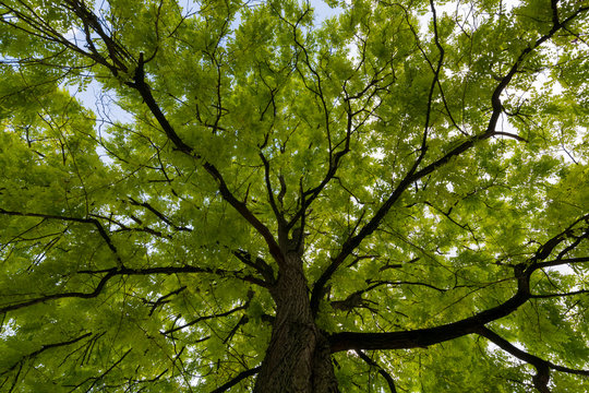 Upward view on acacia tree green crown